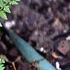 Athyrium filix-femina 'Minutissimum', habit