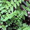 Athyrium filix-femina 'Minutissimum', habit
