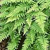 Athyrium filix-femina 'Minutissimum', habit