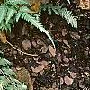 Athyrium filix-femina 'Minutissimum', habit