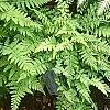 Athyrium filix-femina 'Minutissimum', habit