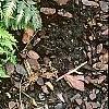Athyrium filix-femina 'Minutissimum', habit