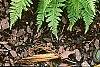 Athyrium filix-femina 'Minutissimum', habit