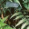 Athyrium filix-femina 'Minutissimum', habit