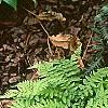 Athyrium filix-femina 'Minutissimum', habit