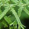 Athyrium filix-femina 'Victoriae', leaves