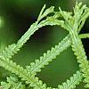 Athyrium filix-femina 'Victoriae', leaves