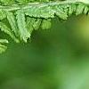 Athyrium filix-femina 'Victoriae', leaves