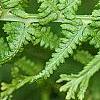 Athyrium filix-femina 'Victoriae', leaves
