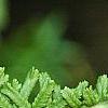 Athyrium filix-femina 'Victoriae', leaves