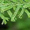 Athyrium filix-femina 'Victoriae', leaves