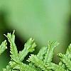Athyrium filix-femina 'Victoriae', leaves