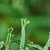 Athyrium filix-femina 'Victoriae', leaves