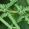 Athyrium filix-femina 'Victoriae', leaves