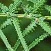 Athyrium filix-femina 'Victoriae', leaves