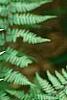 Anisocampium niponicum 'Ghost', leaves