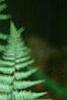 Anisocampium niponicum 'Ghost', leaves