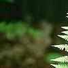 Anisocampium niponicum 'Ghost', leaves