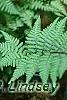 Anisocampium niponicum 'Ghost', leaves