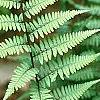 Anisocampium niponicum 'Ghost', leaves