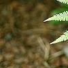 Anisocampium niponicum 'Ghost', leaves