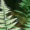 Anisocampium niponicum 'Ghost', leaves
