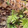 Dryopteris erythrosora, habit