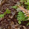 Dryopteris erythrosora, habit