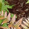 Dryopteris erythrosora, habit