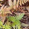 Dryopteris erythrosora, habit