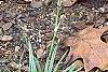 Dryopteris erythrosora, habit