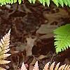 Dryopteris erythrosora, habit