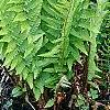 Dryopteris filix-mas, habit