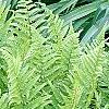 Dryopteris filix-mas, habit