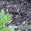 Dryopteris filix-mas, habit