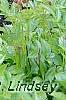 Dryopteris filix-mas, habit