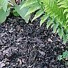 Dryopteris filix-mas, habit