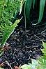 Dryopteris filix-mas, habit