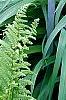 Dryopteris filix-mas, habit