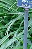 Dryopteris filix-mas, habit