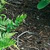 Dryopteris goldieana, habit