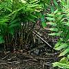 Dryopteris goldieana, habit