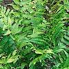 Dryopteris goldieana, habit