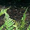 Dryopteris goldieana, habit