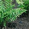 Dryopteris goldieana, habit