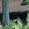 Dryopteris goldieana, habit