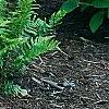 Dryopteris goldieana, habit