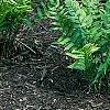 Dryopteris goldieana, habit