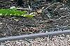 Dryopteris goldieana, habit