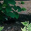 Dryopteris goldieana, habit